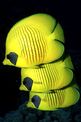 Pesce farfalla semimascherato (Chaetodon semilarvatus)