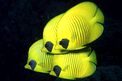 Pesce farfalla semimascherato (Chaetodon semilarvatus)
