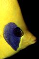 Pesce farfalla semimascherato (Chaetodon semilarvatus)
