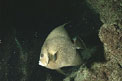 Pesce angelo grigio (Pomacanthus arcuatus)