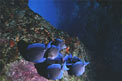 Pesce chirurgo blu (Acanthurus coeruleus)