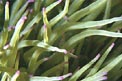 Attinia (Anemonia viridis)