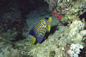 Pesce angelo (Pygoplites diacanthus)