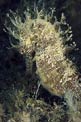 Cavalluccio marino (Hippocampus guttulatus)
