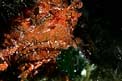 Scorfano rosso (Scorpaena scrofa)