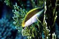 Pesce falco (Paracirrhites forsteri)
