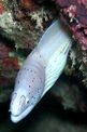 Murena grigia (Siderea grisea)