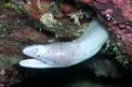Murena grigia (Siderea grisea)