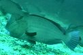 Pesce pappagallo gigante (Bolbometopon muricatum)