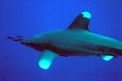 Squalo longimanus (Carcharhinus longimanus)
