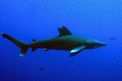 Squalo longimanus (Carcharhinus longimanus)