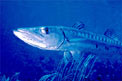 Barracuda (Sphyraena barracuda)