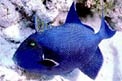 Pesce balestra (Pseudobalistes fuscus)