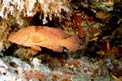Cernia miniata (Cephalopholis miniata)