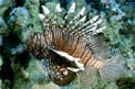 Pesce cobra (Pterois miles)