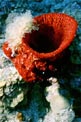Spugna calice dei caraibi (Mycale laxissima)