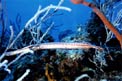 Pesce trombetta (Aulostomus maculatus)