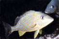 Emulide (Haemulon sciurus)