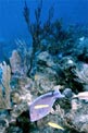 Pesce chirurgo blu (Acanthurus coeruleus)