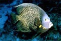 Pesce angelo francese (Pomacanthus paru)