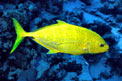 Carango dorato (Carangoides bajad)