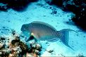 Pesce pappagallo gibboso (Scarus gibbus)