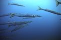 Barracuda boccagialla (Sphyraena viridensis)