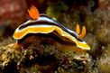 Chromodoris magnifica (Chromodoris magnifica)