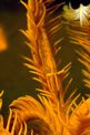 Gambero dei crinoidi (Periclimenes amboinensis)
