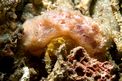 Granchio simbionte (n.d. n.d.)
