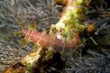 Nudibranchio (Marionia n.d.)