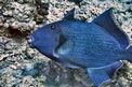 Pesce balestra (Pseudobalistes fuscus)