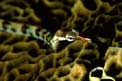 Pesce ago a bande gialle (Corythoichthys flavofasciatus)