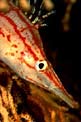 Pesce falco muso lungo (Oxycirrhites typus)