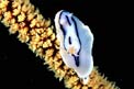 Chromodoris (Chromodoris lochi)