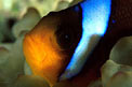 Pesce pagliaccio (Amphiprion bicinctus)