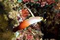 Pesce freccetta (Nemateleostris magnifica)