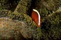 Pesce pagliaccio arancione (Amphiprion sandaracinos)