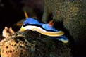 Chromodoris di anna (Chromodoris annae)