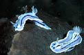 Chromodoris willani (Chromodoris willani)