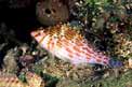Pesce falco nano (Cirrhitichthys falco)