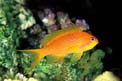 Castagnola  tropicale (Pseudanthias squamipinnis)