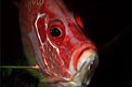 Pesce scoiattolo spinoso (Sargocentron spiniferum)