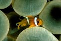 Pesce pagliaccio (Amphiprion bicinctus)