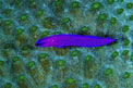 Pseudocromide (Pseudochromis fridmani)