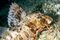 Capone ubriaco (Chelidonichthys lastoviza)