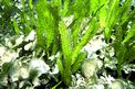 Caulerpa (Caulerpa taxifolia)