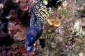 Murena (Muraena helena)