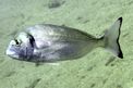 Orata (Sparus auratus)