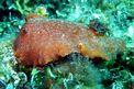 Doride argo (Platydoris argo)